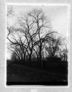 Tree #26 in Deer Park on Boston Common, Boston, Mass., November 19, 1894