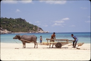 Men with water buffalo and cart, as boy looks on, Haad Rin Beach