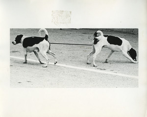Dog leading dog