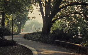 Shaded park pathway