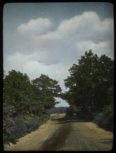 Auto on dirt road, bordered by trees and shrubs