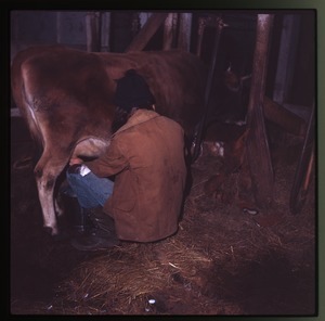 Milking a cow in her stall, Montague Farm Commune