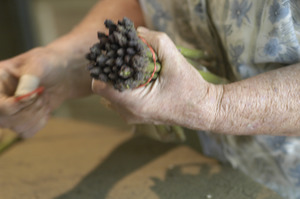 Hibbard Farm: close-up of a woman's hands while bunching asparagus