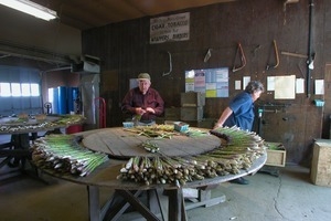 Hibbard Farm: Wallace Hibbard and woman at a round table, sorting and bunching asparagus