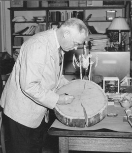 William Vinal working with a large tree slice