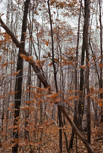 Paper birch (Betula papyrifera) in decline, red maple (Acer rubrum) and beech (Fagus grandifolia) near crest of Taconics.