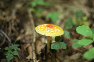 Fly amanita (Amanita muscaria) mushroom in Farm Forestry Unit - IBP Plot.