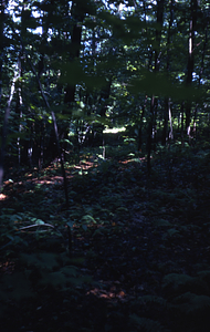 Old Carriage Road near new Carriage Road Trail in permanent plot 1037.