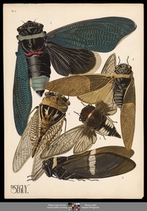 Insectes. Plate 1