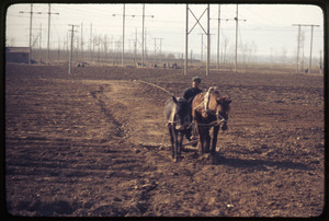 Horse and donkey pulling harrow