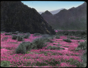 Spring, So. California (Field of deep pink wild flowers in a valley)
