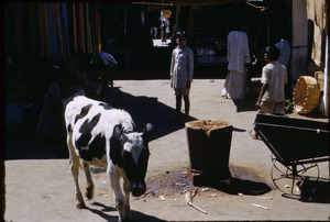 Young calf wanders in the bazaar in Bangalore