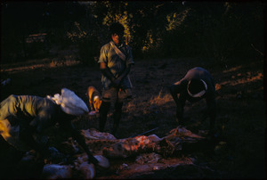 Men butchering a buffalo