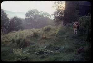 Cow walking past the barn, Montague Farm Commune