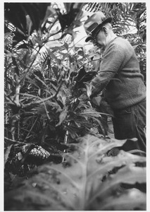 Alex Montgomery tending plants in the Durfee Plant House