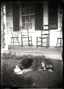 Dog asleep on the ground in front of porch (Greenwich, Mass.)
