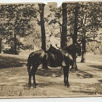 Mary Hardy and "Dolly", Rod T Hardy and "Peacock"