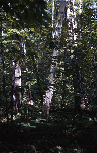 Mature paper birch in Permanent Plot 0717
