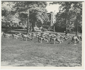 Army Air Corps Cadets Training at Springfield College (ca. July 1943)