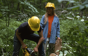 Lee Kauppila ('76 UMass) and Meg Lowman (Class of 1976) cutting paper birch in Paper Birch Biomass and Productivity study.