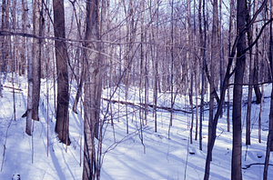 HMF Phenology #05 - 8 February 1972