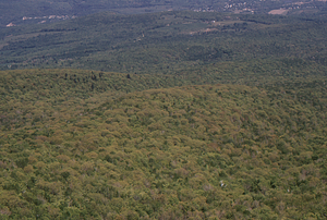 Aerial oblique view South and Middle Branches of Birch Brook on 28 May 1972 in the Hopkins Forest.