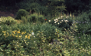 The Buxton Garden