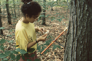 Maya Kumar, Williams Class of 1996, coring red oak sample tree in Permanent Plot 1121.