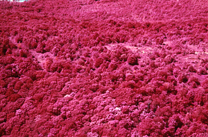 Aerial false color IR image of east side of Taconic Crest north of White Rocks. Taconic Crest Trail in distance. False Color Infrared/True Color Project.