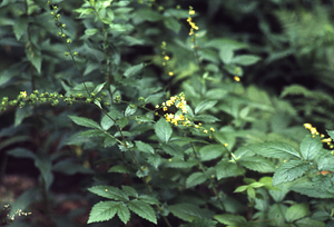 Wood avens (Geum urbanum) on side of Carriage Road.