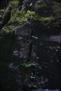 Carbonate outcrop in Beinecke Stand with early meadow-rue (Thalictrum dioicum).