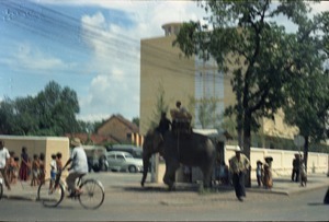 Elephant in downtown Phnom Penh