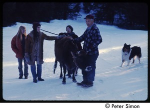 Older man with cow, collie, and commune women in the snow, Tree Frog Farm commune