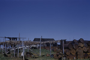 Fish and seal meat drying with piles of barrels