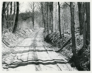 Greenwood road with shadows