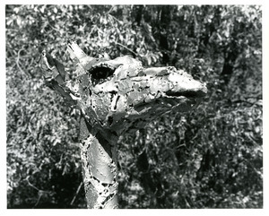 Giraffe's head (Shidoni)
