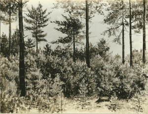 White pine stand by Stephen L. Hamilton