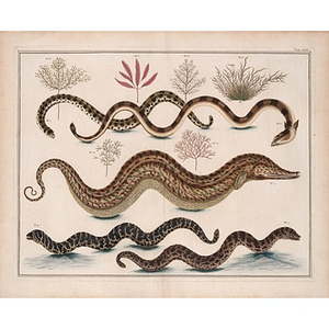 Plate LXIX [Five eels with plants]