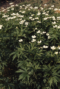 Canadian Anemone in Buxton Garden