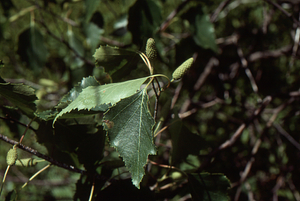 Gray birch in fruit on edge of the grid cell 1205 heath bald.