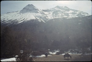 Himalayan peaks with grazing yaks near Tengboche Monastery