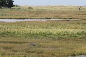 Bird flying low over a salt marsh, Wellfleet Bay Wildlife Sanctuary