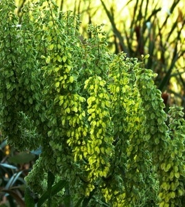 Seaside vegetation, Wellfleet Bay Wildlife Sanctuary