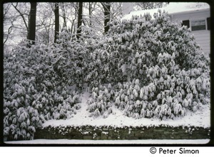 Bank of shrubs in heavy snow