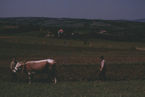 Cattle plowing, Orašac