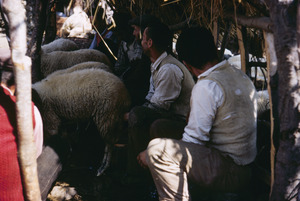 Milking sheep in Bačilo