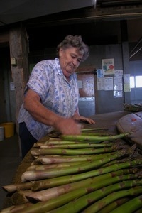 Hibbard Farm: woman at a round table, sorting and bunching asparagus