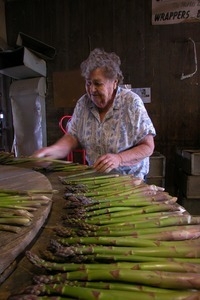 Hibbard Farm: woman at a round table, sorting and bunching asparagus