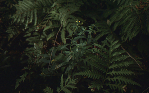 Paper birch regeneration study - Birch Strips. Cut strip 3.0 Solidago and sensitive ferns in mid-slope wet area.