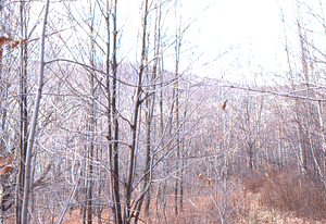 View to the west toward the Taconic Range from entrance of Moon Lot - Primmer Farm.